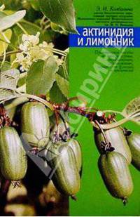 Актинидия и лимонник