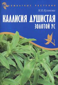 Каллисия душистая - золотой ус. - (Комнатные растения)