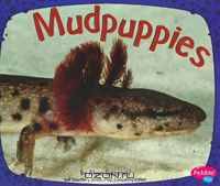 Mudpuppies (Amphibians)