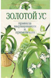 Золотой ус - правила выращивания и применения