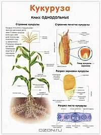 Цветок. Кукуруза. Плакат