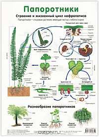 Голосеменные / Папоротники. Наглядное пособие