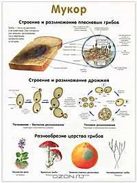 Грибы / Мукор. Наглядное пособие