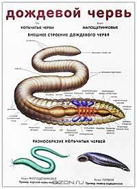 Свиной цепень / Дождевой червь. Плакат
