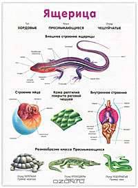 Пресмыкающиеся / Ящерица. Наглядное пособие