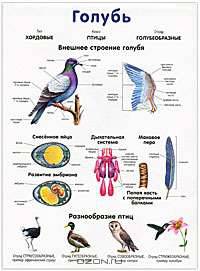 Петух / Голубь. Наглядное пособие