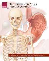 The Illustrated Atlas of Human Anatomy