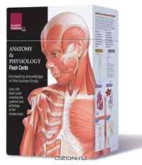 Anatomy & Physiology Flash Cards