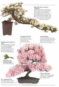 Bonsai
