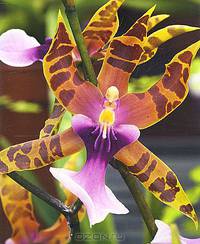 Orchids