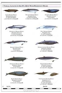 Whales, Dolphins and Porpoises