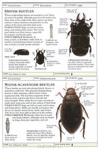 Insects