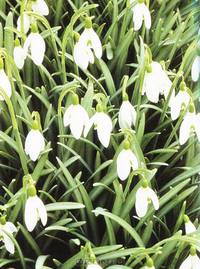 RHS Gardening Month by Month