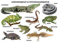Плакат. Земноводные и пресмыкающиеся (формат А2)