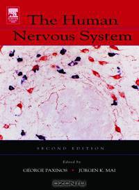 The Human Nervous System