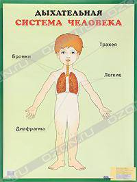 Дыхательная система человека. Наглядное пособие для школы