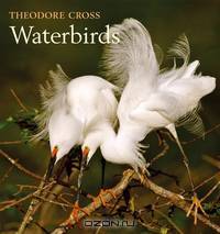 Waterbirds