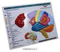 Brain Model & Puzzle – Anatomy and Functional Areas of the Brain