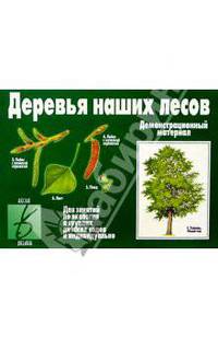 Игра: Деревья наших лесов