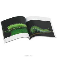 100 Caterpillars: Portraits from the Tropical Forests of Costa Rica