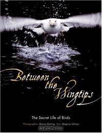 Between the Wingtips: The Secret Life of Birds