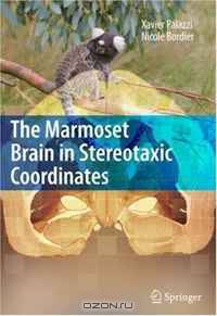 The Marmoset Brain in Stereotaxic Coordinates