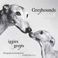 Greyhounds Big and Small: Iggies and Greyts
