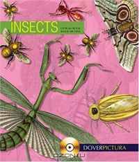 Insects (Pictura)