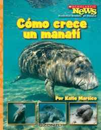 Como Crece un Manati/ A Manatee Calf Grows Up (Scholastic News Nonfiction Readers En Espanol)
