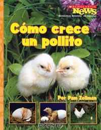 Como Crece un Pollito/ A Chick Grows Up (Scholastic News Nonfiction Readers En Espanol)