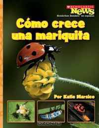 Como Crece una Mariquita/ A Ladybug Larva Grows Up (Scholastic News Nonfiction Readers En Espanol)