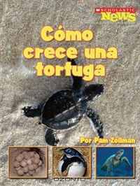 Como Crece una Tortuga/ A Turtle Hatchling Grows Up (Scholastic News Nonfiction Readers En Espanol)