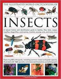 The Illustrated World Encyclopedia of Insects: A natural history and identification guide to beetles, flies, bees wasps, springtails, mayflies, stoneflies, ... crickets, bugs, grasshoppers, fleas, spide