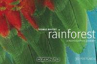 Rainforest