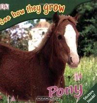 Pony
