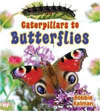 Caterpillars to Butterflies (It
