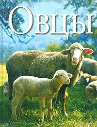Овцы