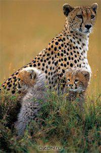 The Circle of life: Wildlife on the African Savannah