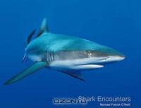 Shark Encounters