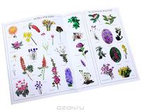Garden Flowers
