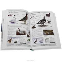 Rspb Birds of Britain and Europe