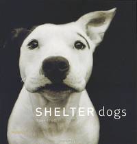 Shelter Dogs