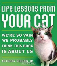 Life Lessons From Your Cat: We