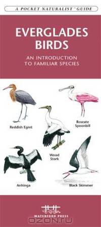 Everglades Birds: An Introduction to Familiar Species (Pocket Naturalist - Waterford Press)