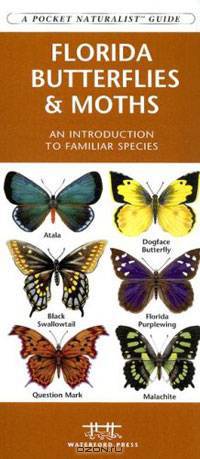 Florida Butterflies & Moths: An Introduction to Familiar Species