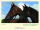 A Racing and Breeding Tradition: The Horses of the Aga Khan, Philip Jodidio 