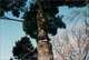 Neil Drabble: Tree Tops Tall, Neil Drabble 
