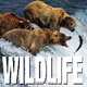 Wildlife, 