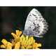 A World of Butterflies, Brian Cassie 