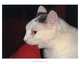 If Your Cat Could Talk: A Language Course for Humans, Bruce Fogle 